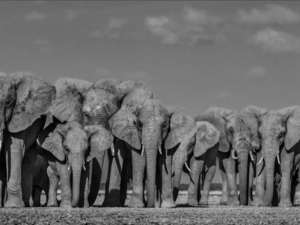 David_Yarrow_Defense_Hilton_Asmus_Contemporary