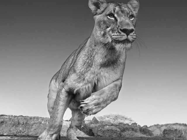 David_Yarrow_Emma_Hilton_Asmus_Contemporary