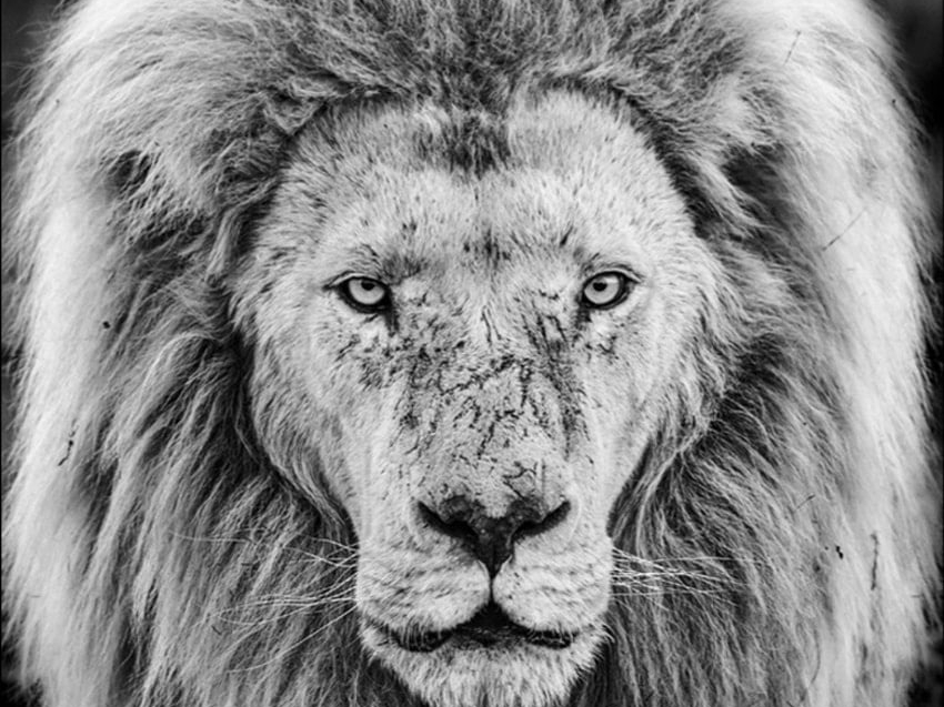 David_Yarrow_Gandalf_Hilton_Asmus_Contemporary