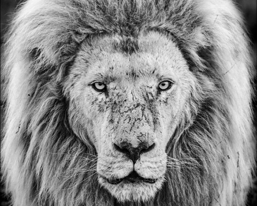 David_Yarrow_Gandalf_Hilton_Asmus_Contemporary