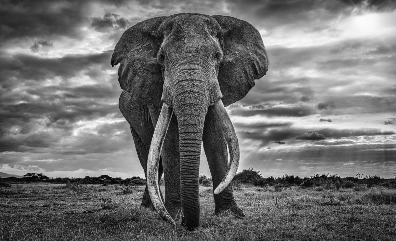 David_Yarrow_Giant_Hilton_Asmus_Contemporary