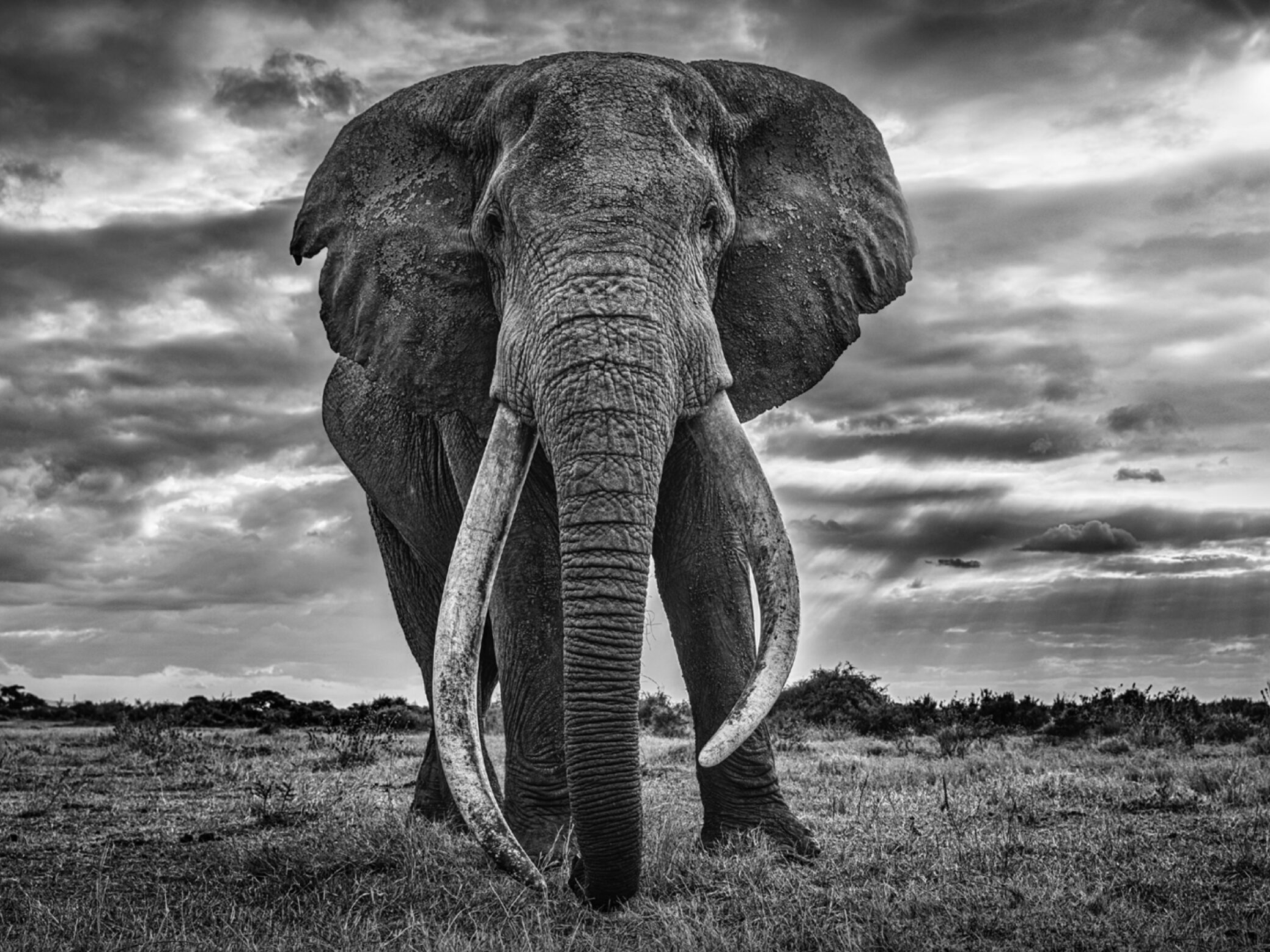David_Yarrow_Giant_Hilton_Asmus_Contemporary