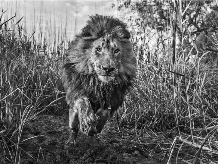 David_Yarrow_Gold_Hilton_Asmus_Contemporary
