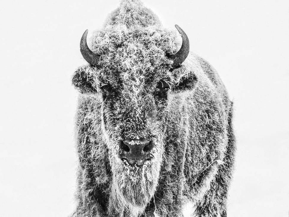 David_Yarrow_Ice_Age_Hilton_Asmus_Contemporary
