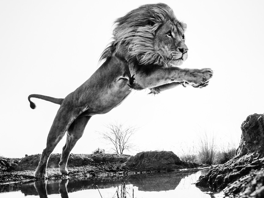 David_Yarrow_Lion_King_Hilton_Asmus_Contemporary