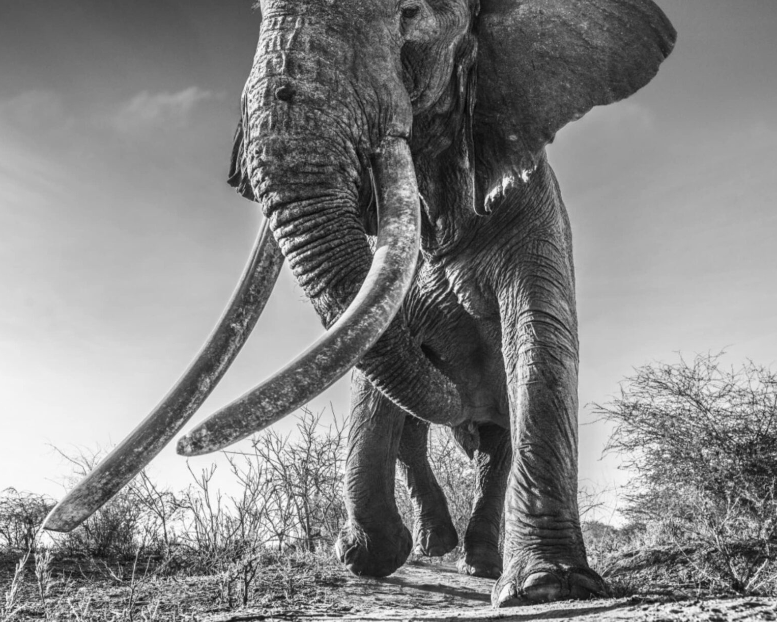David_Yarrow_Lugard_Hilton_Asmus_Contemporary