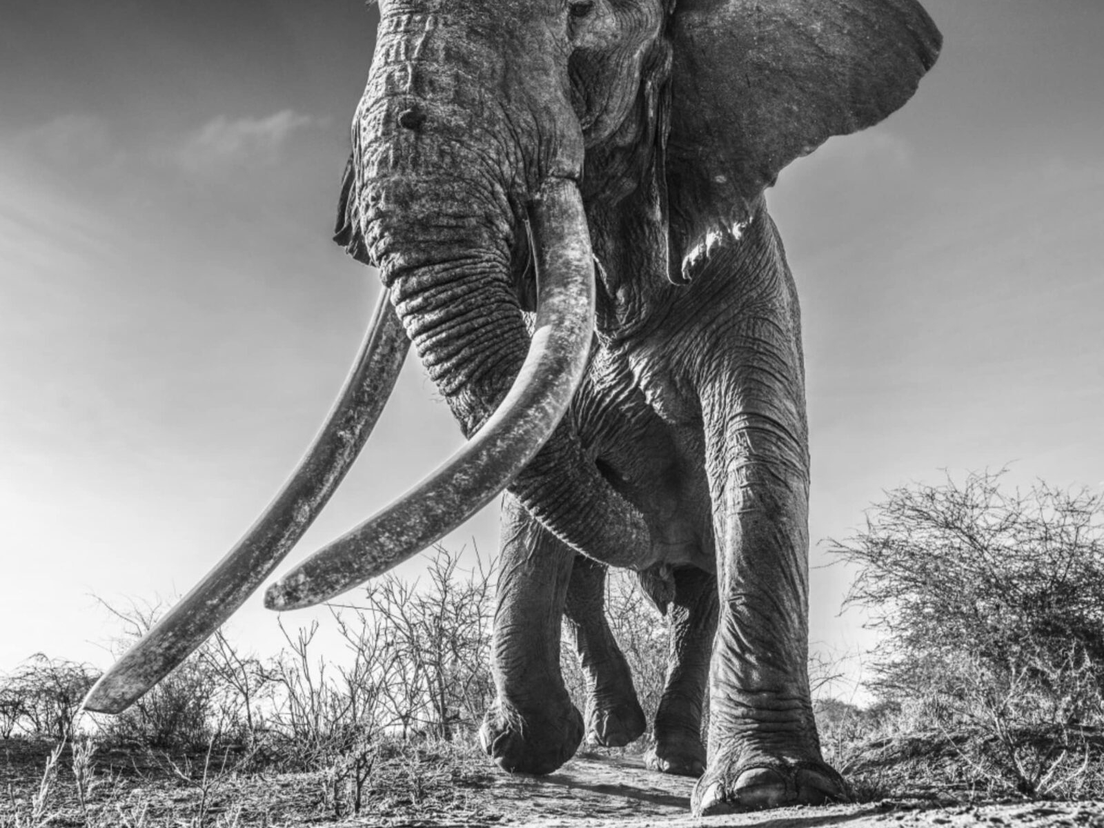 David_Yarrow_Lugard_Hilton_Asmus_Contemporary