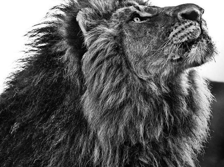 David_Yarrow_N_Kosi_Sikelel_Hilton_Asmus_Contemporary