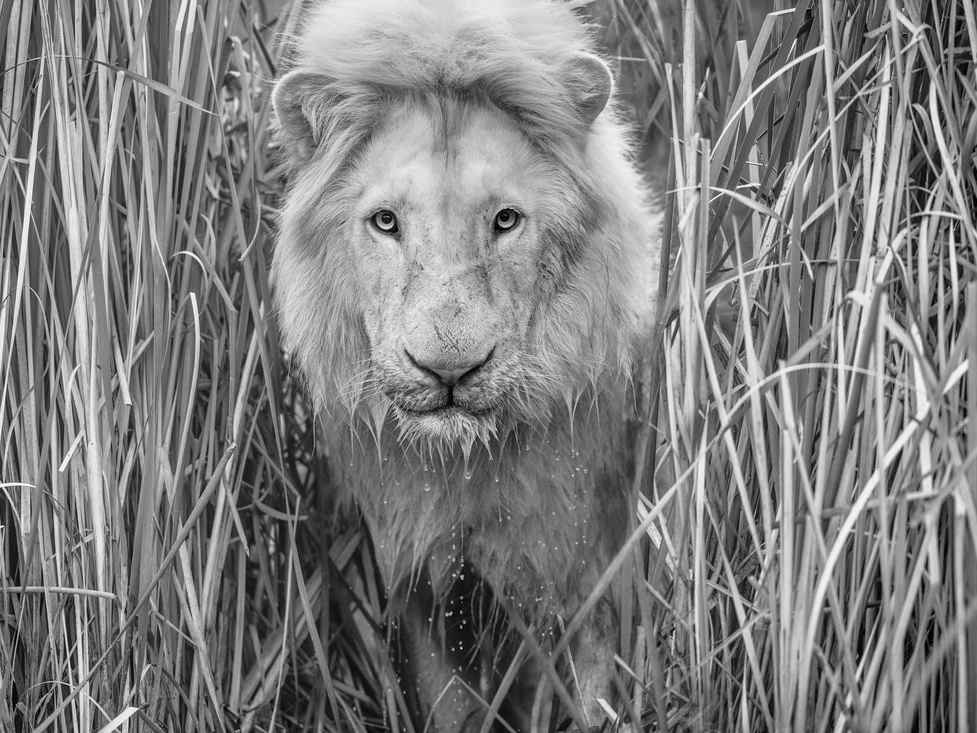 David_Yarrow_Narnia_Hilton_Asmus_Contemporary