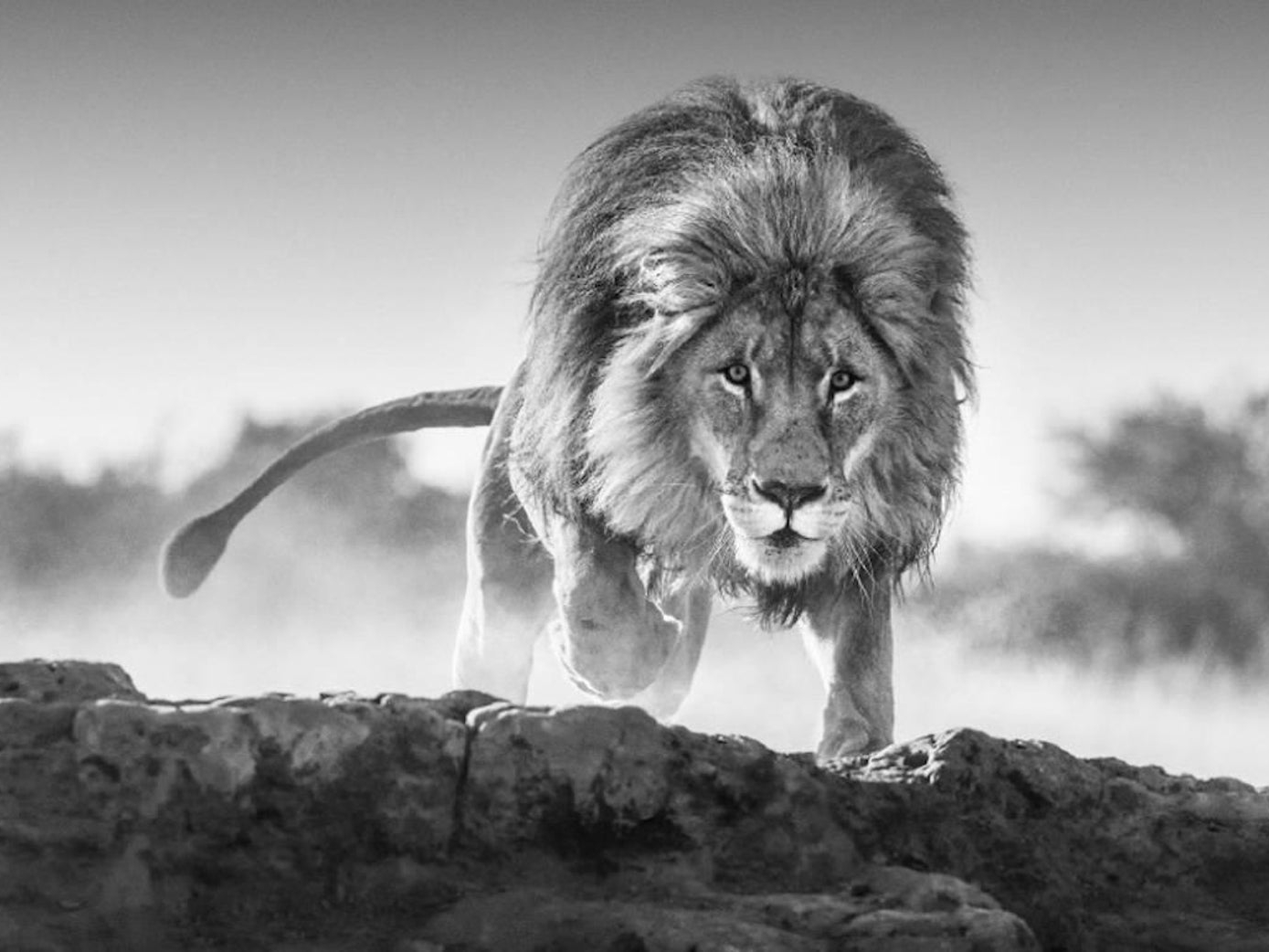 David_Yarrow_Relentless_Hilton_Asmus_Contemporary