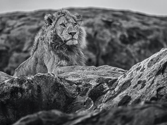 David_Yarrow_Serengeti_Hilton_Asmus_Contemporary