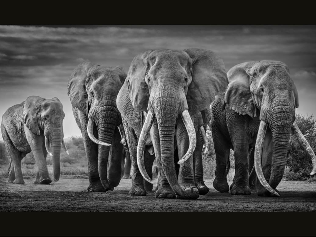 David_Yarrow_Squad_Hilton_Asmus_Contemporary