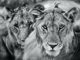 David_Yarrow_The_Boys_Are_Back_in_Town_Hilton_Asmus_Contemporary
