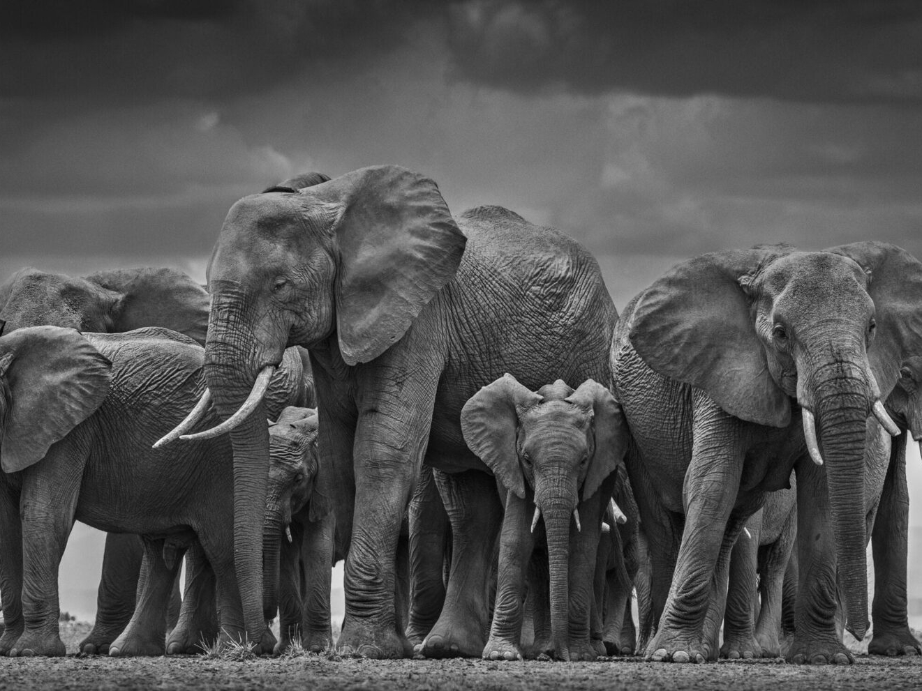 David_Yarrow_The_Circle_of_Life_Hilton_Asmus_Contemporary
