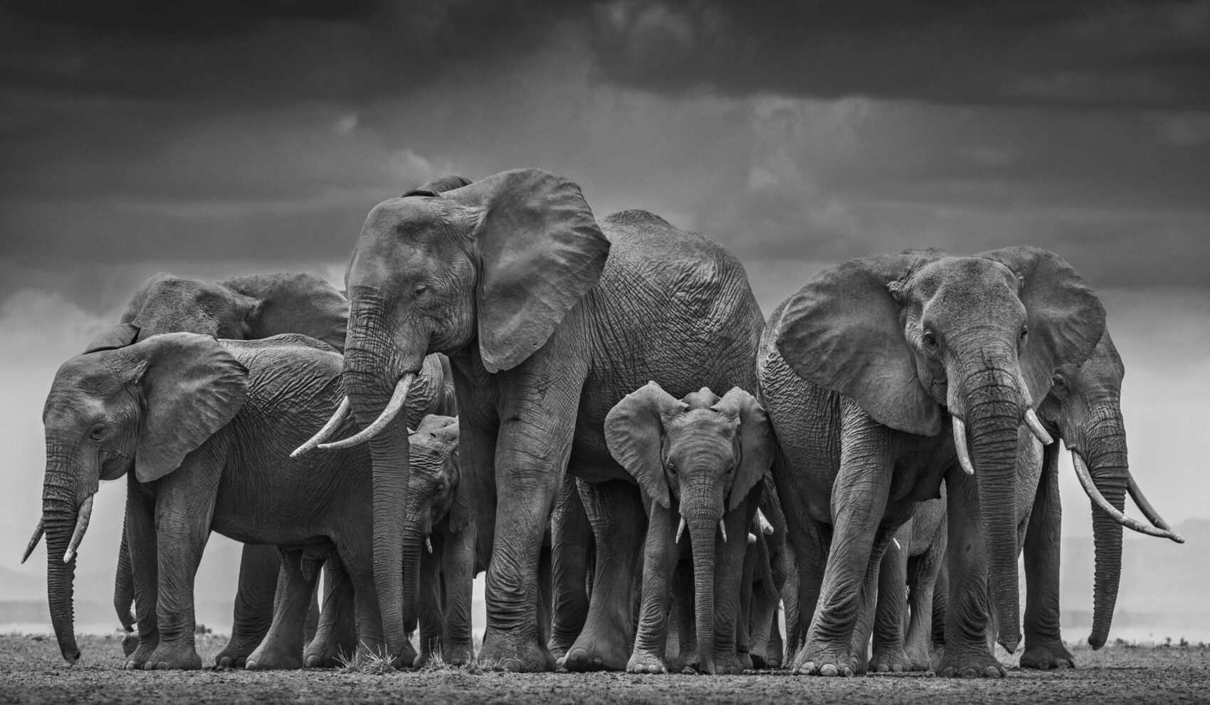 David_Yarrow_The_Circle_of_Life_Hilton_Asmus_Contemporary