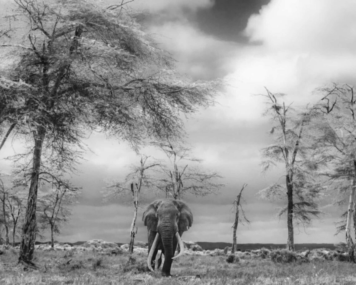 David_Yarrow_The_Fairytale_Hilton_Asmus_Contemporary