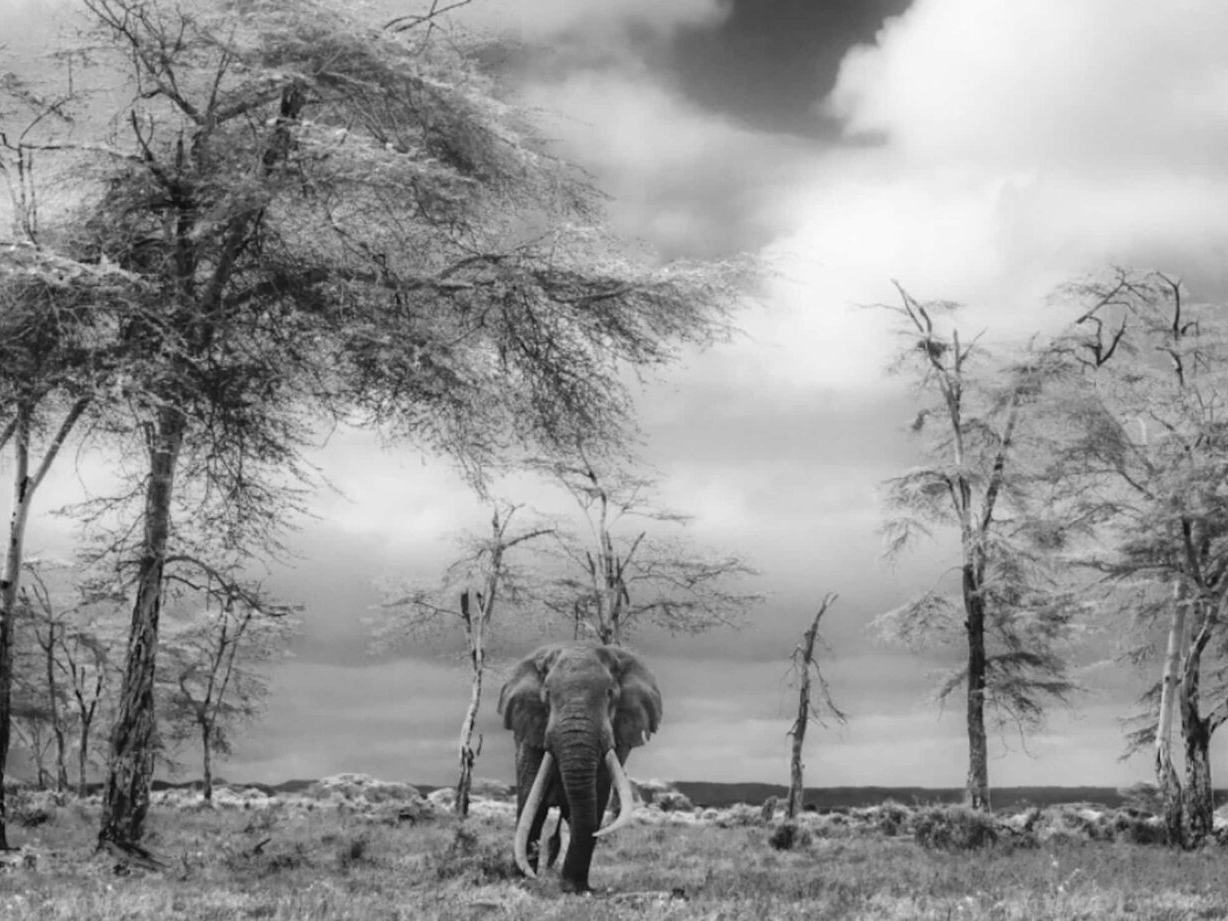 David_Yarrow_The_Fairytale_Hilton_Asmus_Contemporary