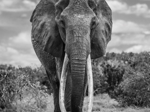 David_Yarrow_The_Final_Few_Hilton_Asmus_Contemporary
