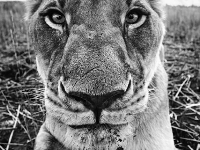 David_Yarrow_The_Hunger_Games_Hilton_Asmus_Contemporary