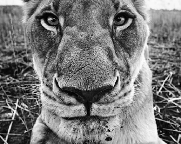 David_Yarrow_The_Hunger_Games_Hilton_Asmus_Contemporary