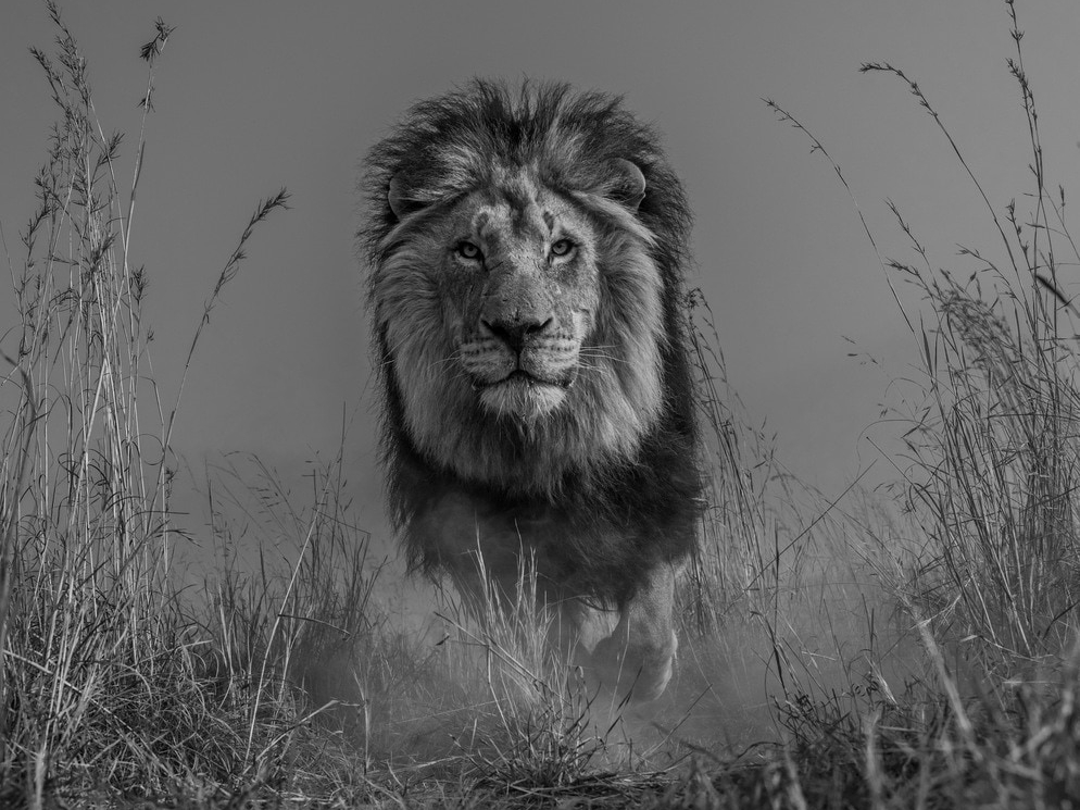 David_Yarrow_The_King_and_I_Hilton_Asmus_Contemporary