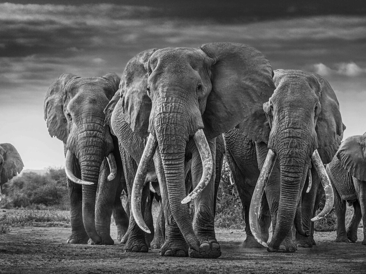 David_Yarrow_The_Mob_Hilton_Asmus_Contemporary