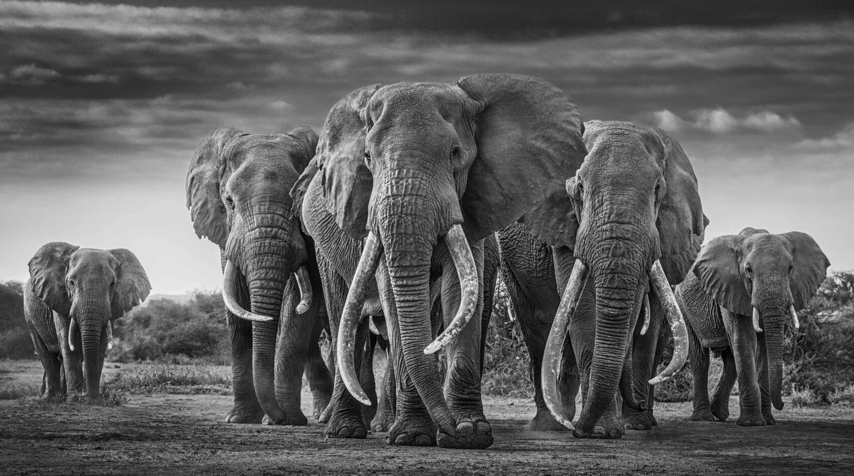 David_Yarrow_The_Mob_Hilton_Asmus_Contemporary
