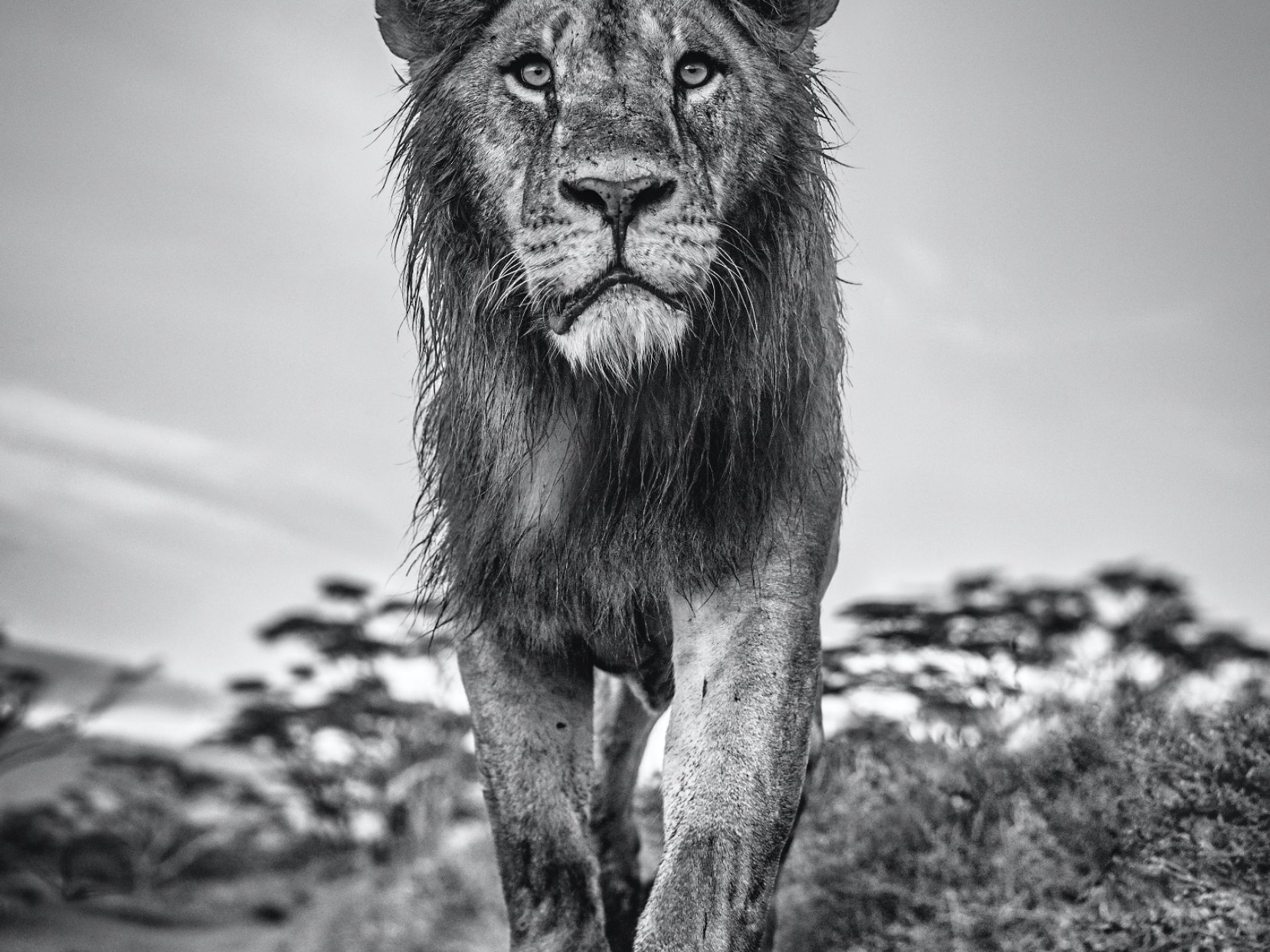 David_Yarrow_The_Morning_Show_Hilton_Asmus_Contemporary