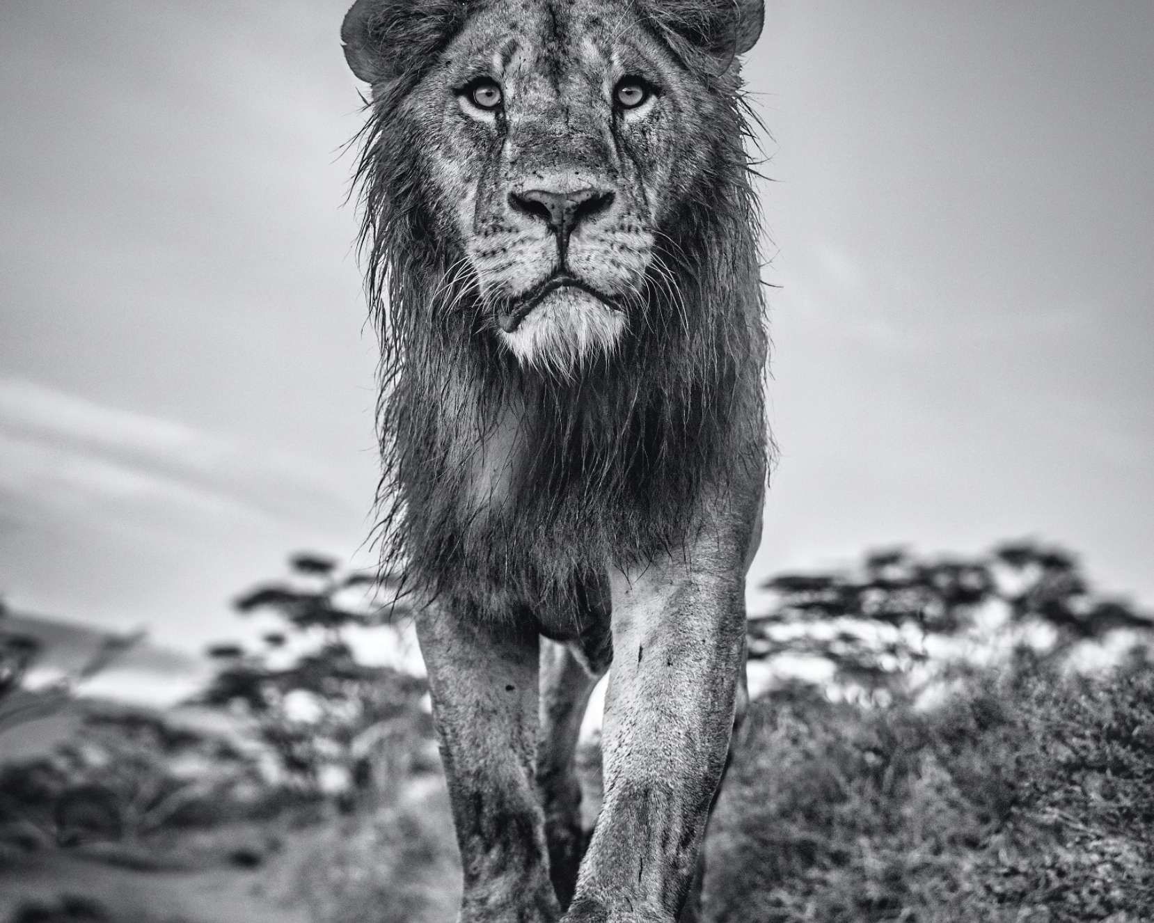 David_Yarrow_The_Morning_Show_Hilton_Asmus_Contemporary