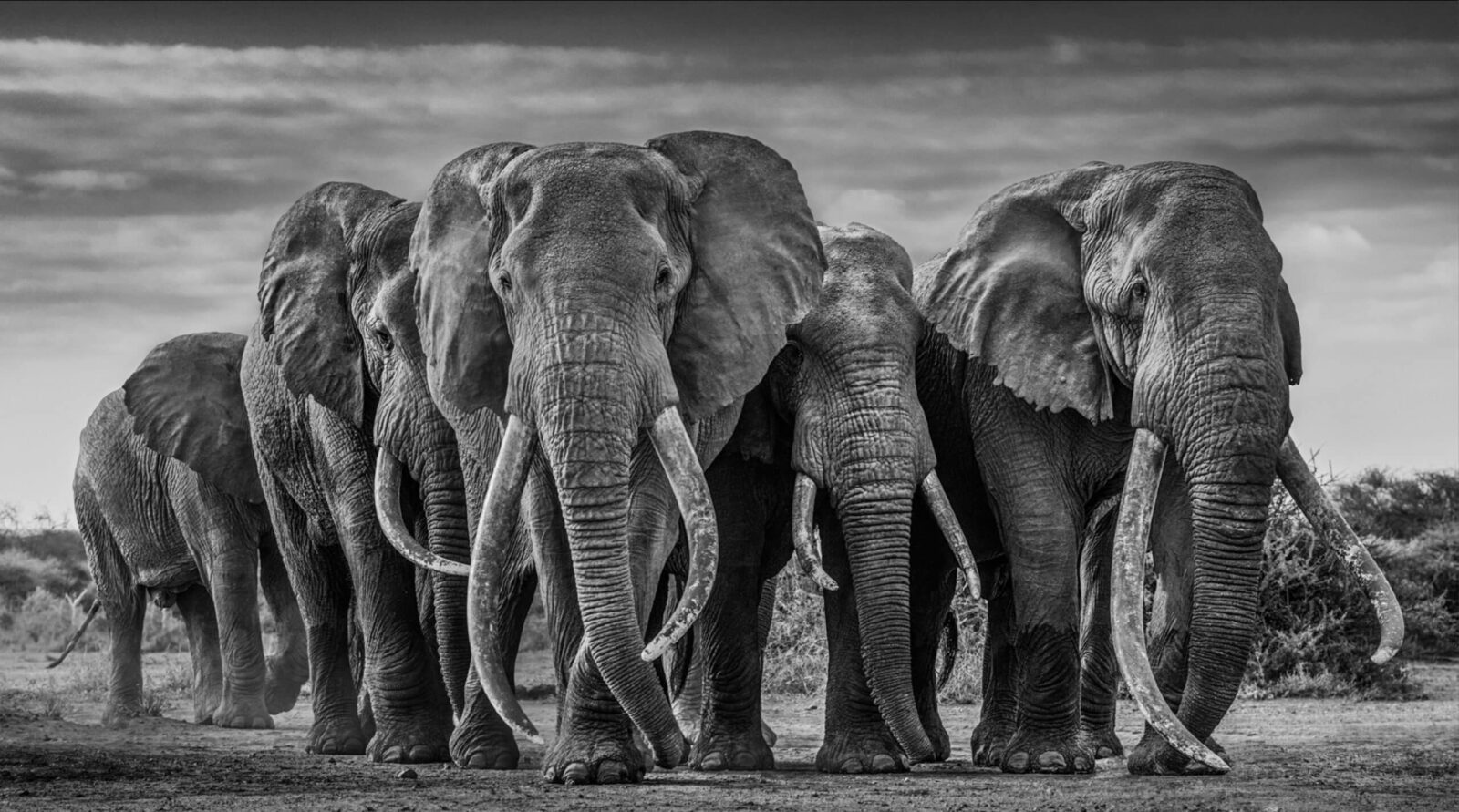 David_Yarrow_The_Pack_Hilton_Asmus_Contemporary