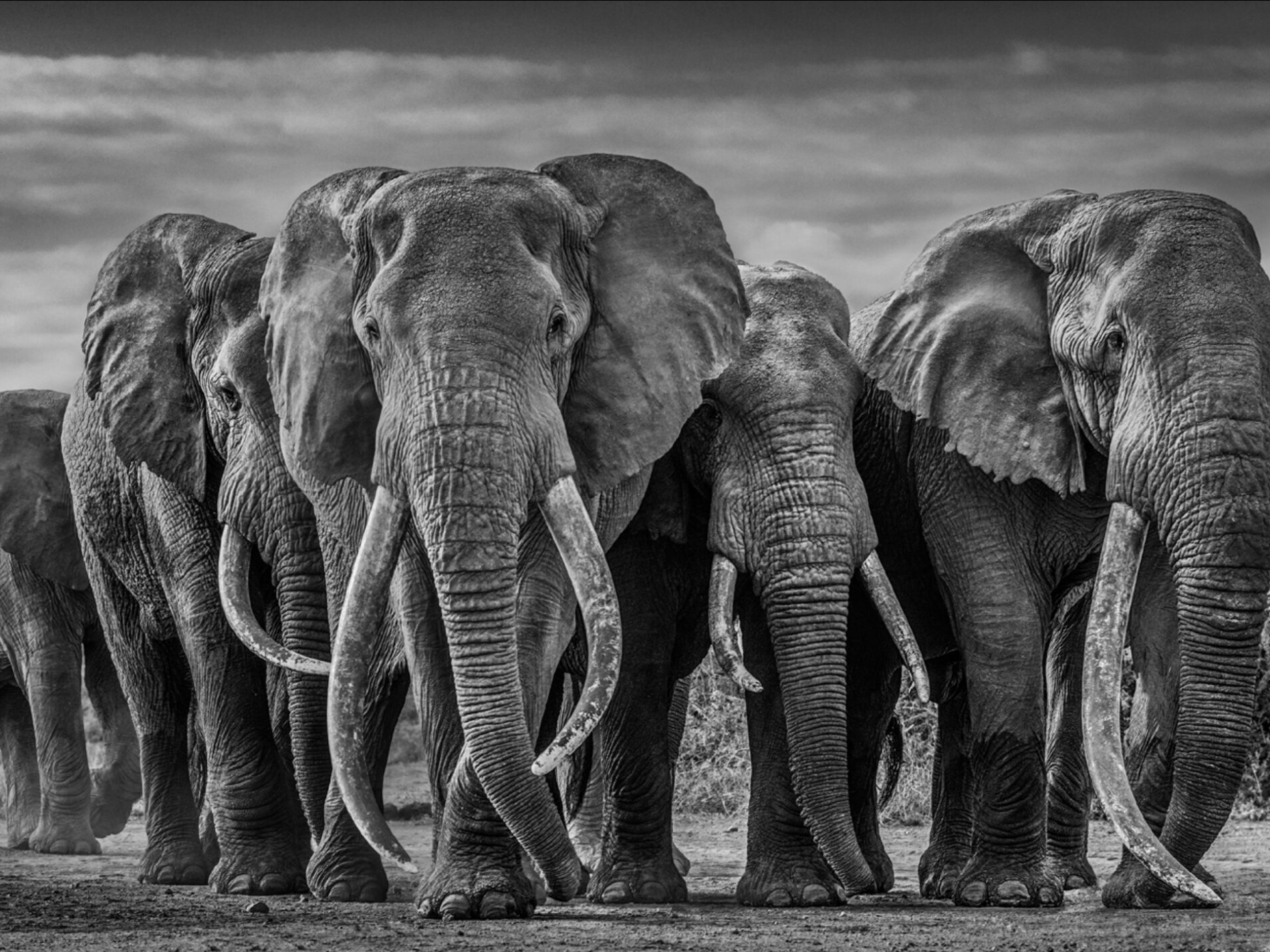 David_Yarrow_The_Pack_Hilton_Asmus_Contemporary