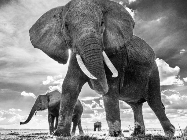 David_Yarrow_The_Untouchables_II_Hilton_Asmus_ContemporaryDavid_Yarrow_The_Untouchables_II_Hilton_Asmus_Contemporary