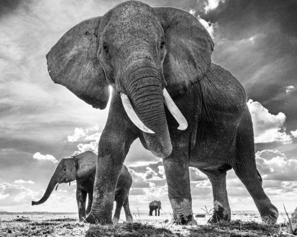 David_Yarrow_The_Untouchables_II_Hilton_Asmus_ContemporaryDavid_Yarrow_The_Untouchables_II_Hilton_Asmus_Contemporary