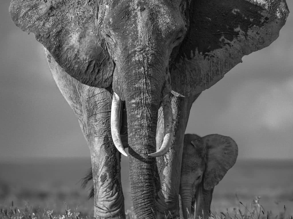 David_Yarrow_The_Walk_of_Life_Hilton_Asmus_Contemporary