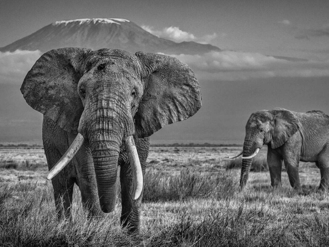 David_Yarrow_The_Witness_Hilton_Asmus_Contemporary