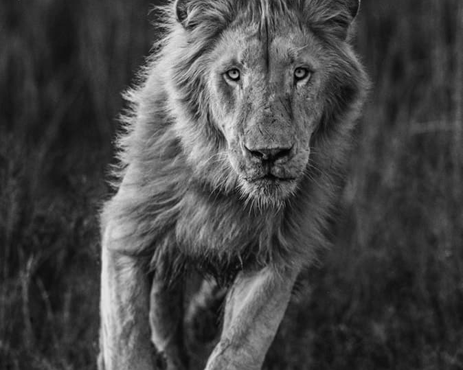 David_Yarrow_Thor_Hilton_Asmus_Contemporary