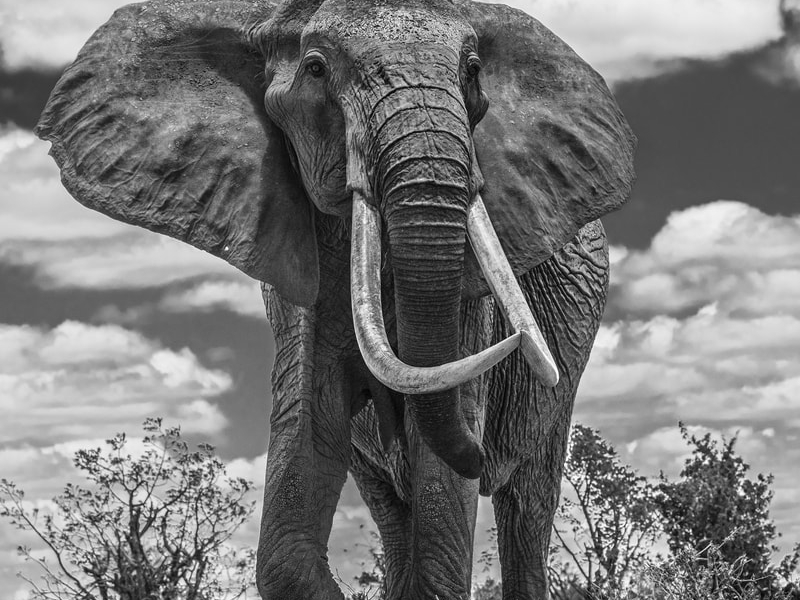 David_Yarrow_Tsavo_East_Hilton_Asmus_Contemporary