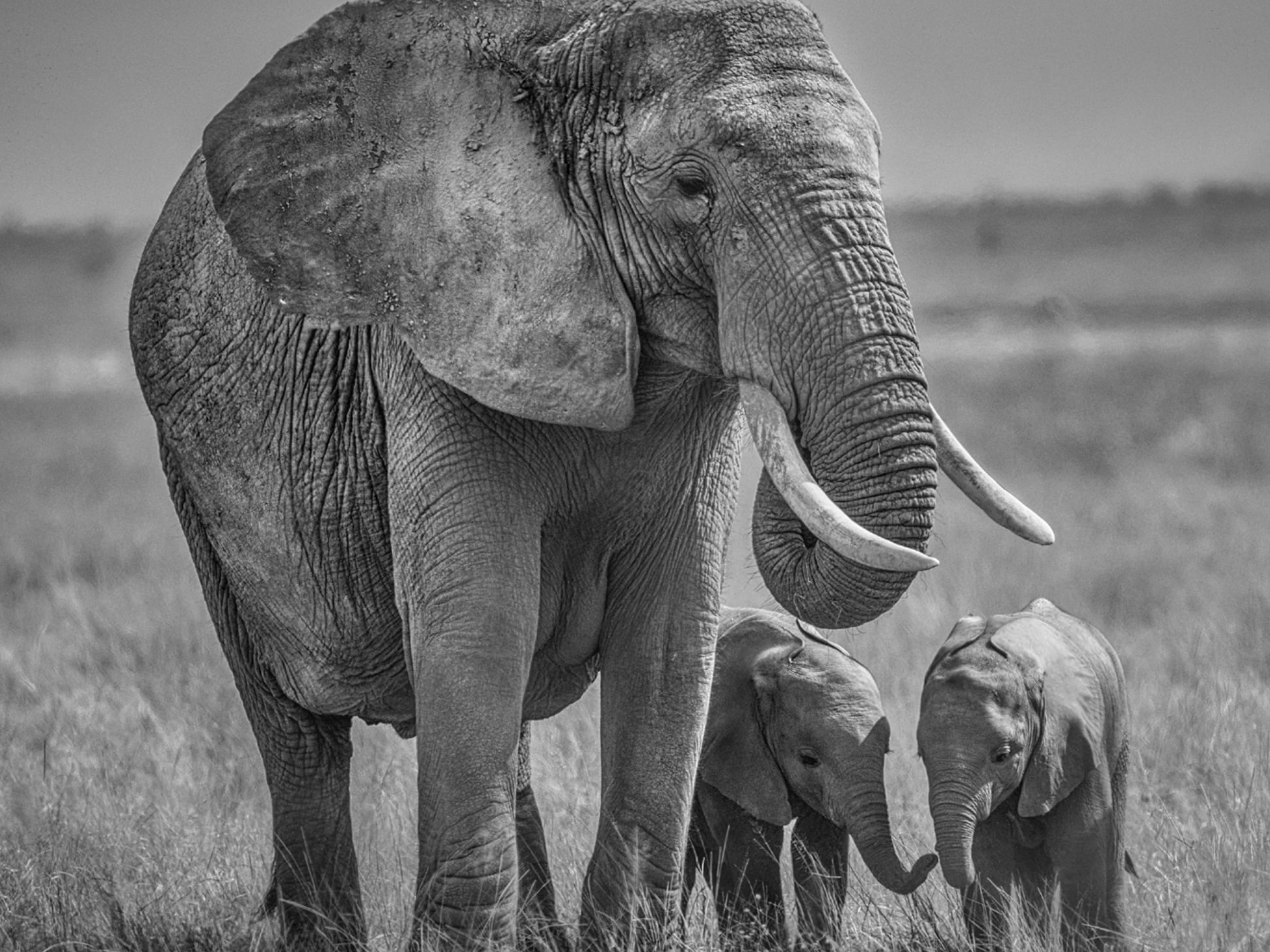 David_Yarrow_Twins_Hilton_Asmus_Contemporary