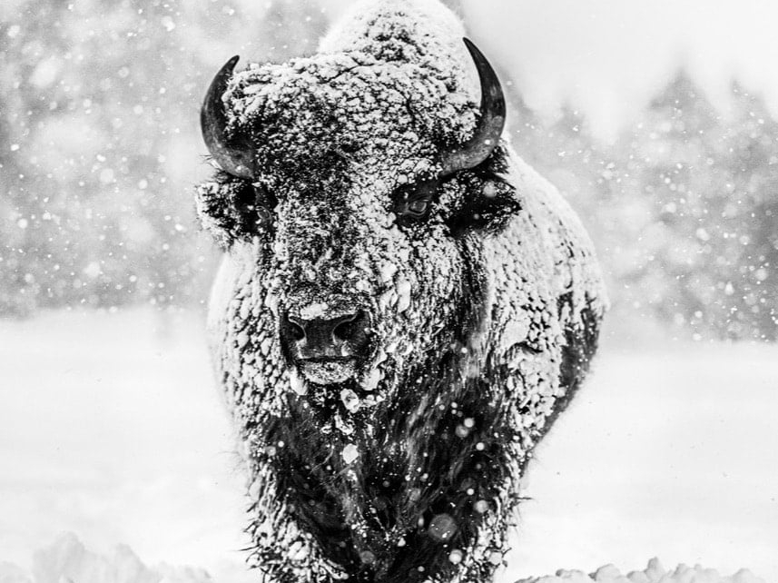 David_Yarrow_Winters_Coming_Hilton_Asmus_Contemporary