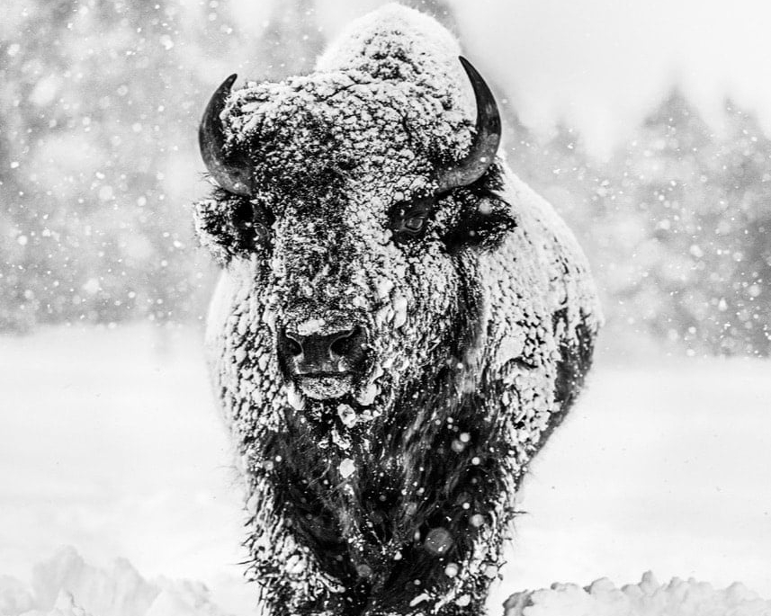 David_Yarrow_Winters_Coming_Hilton_Asmus_Contemporary