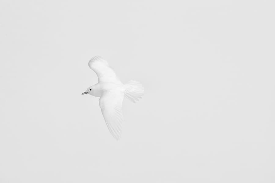 Ivory Wings