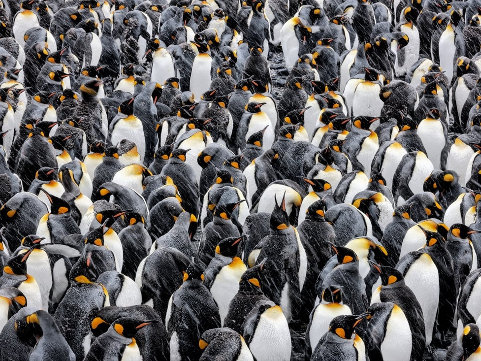 KINGS OF ANTARCTICA