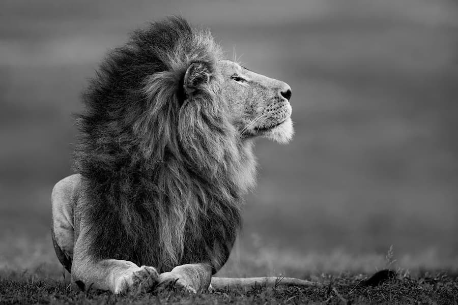 Master Of The Mara