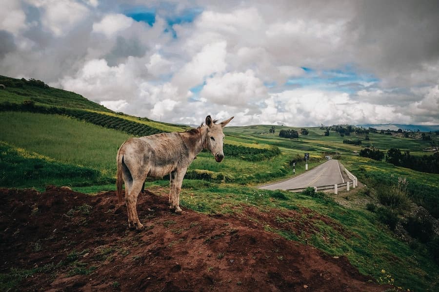 Mule Road