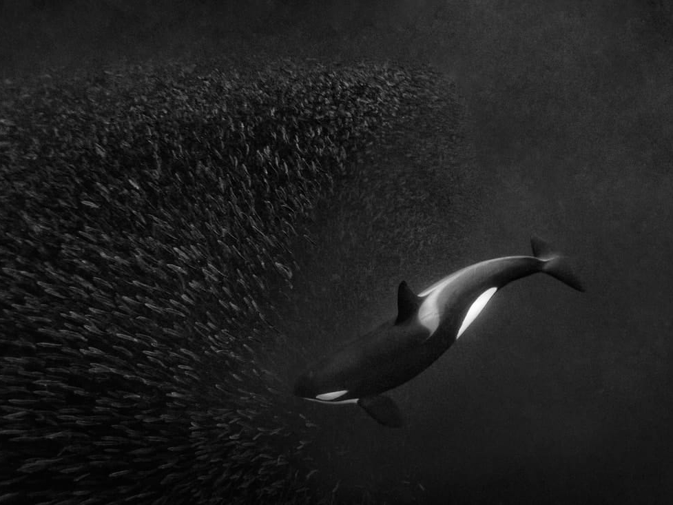 ORCA BALLET
