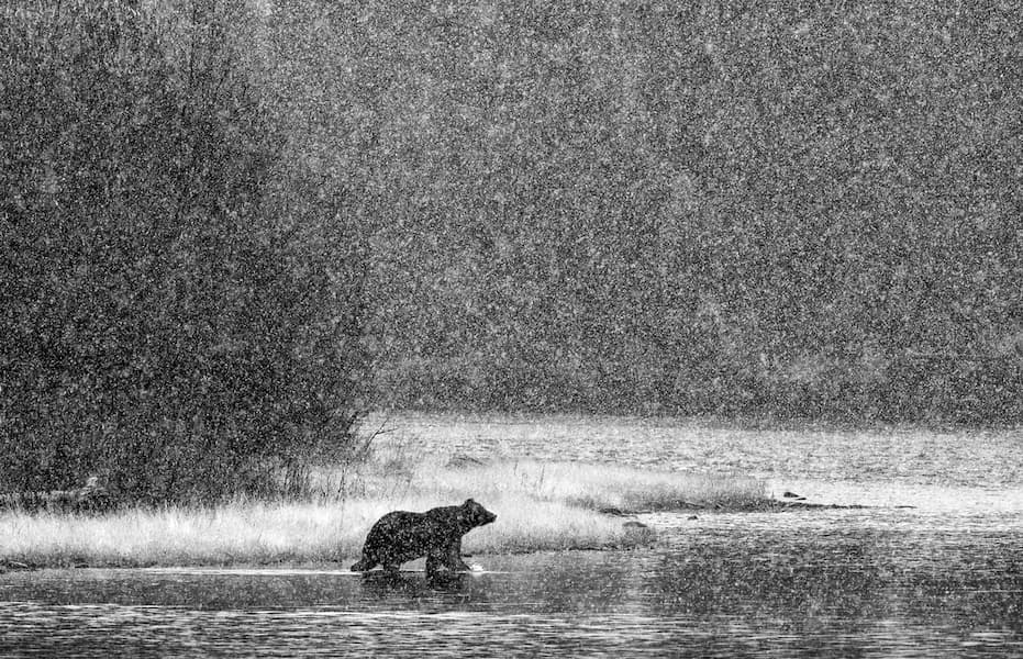 Path Of The Grizzly