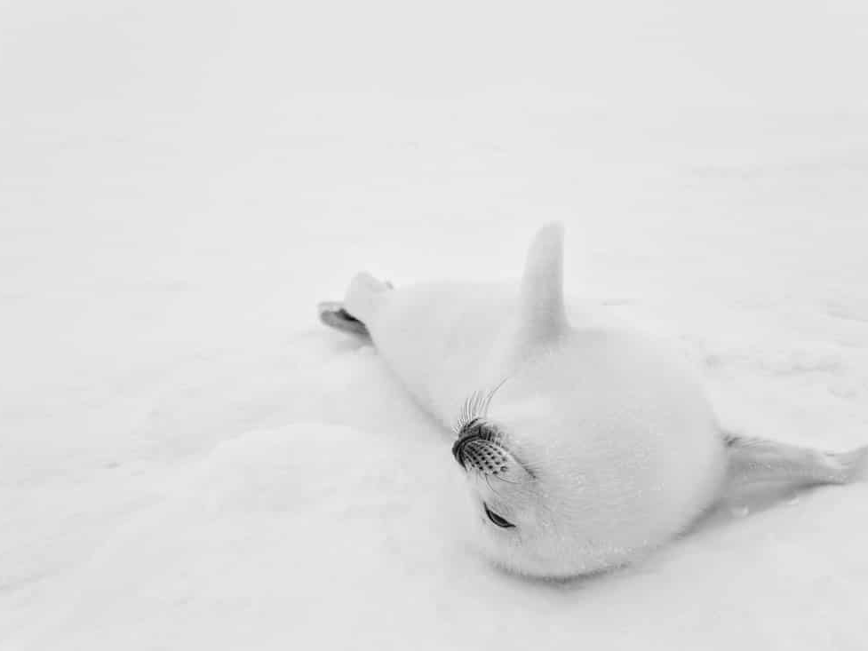 POLAR BLISS