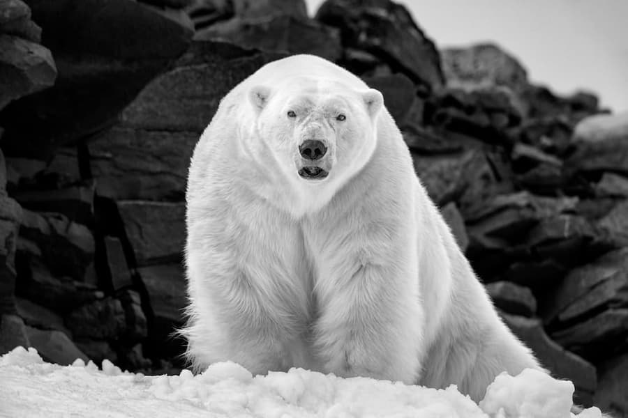 Polar Wisdom
