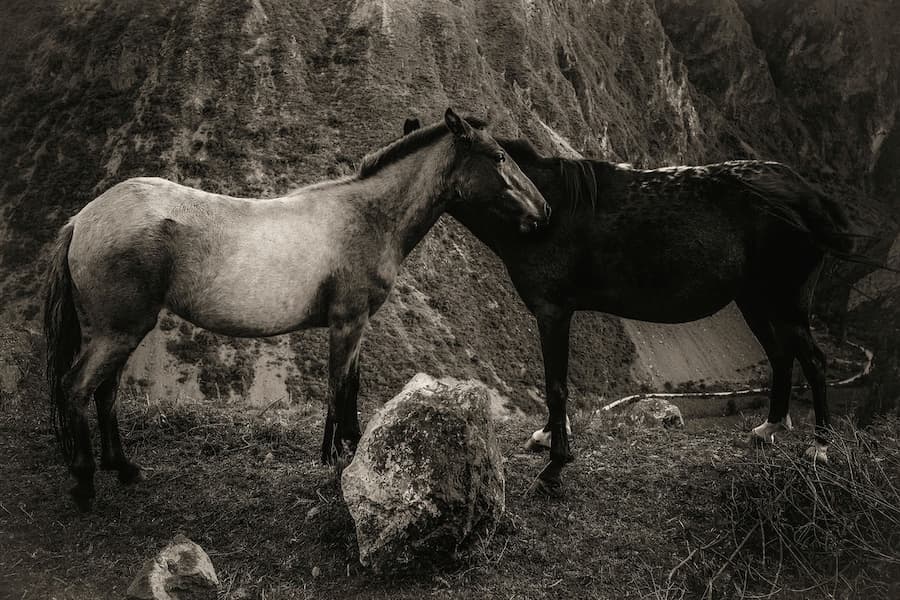 Peru Horses