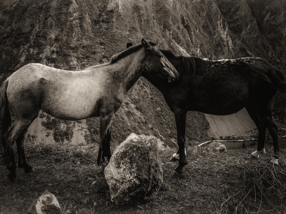 Peru Horses